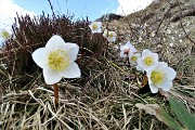 63 Ellebori in fiore